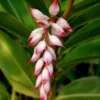 Alpinia