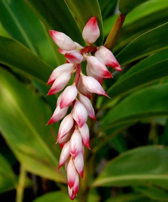 Alpinia