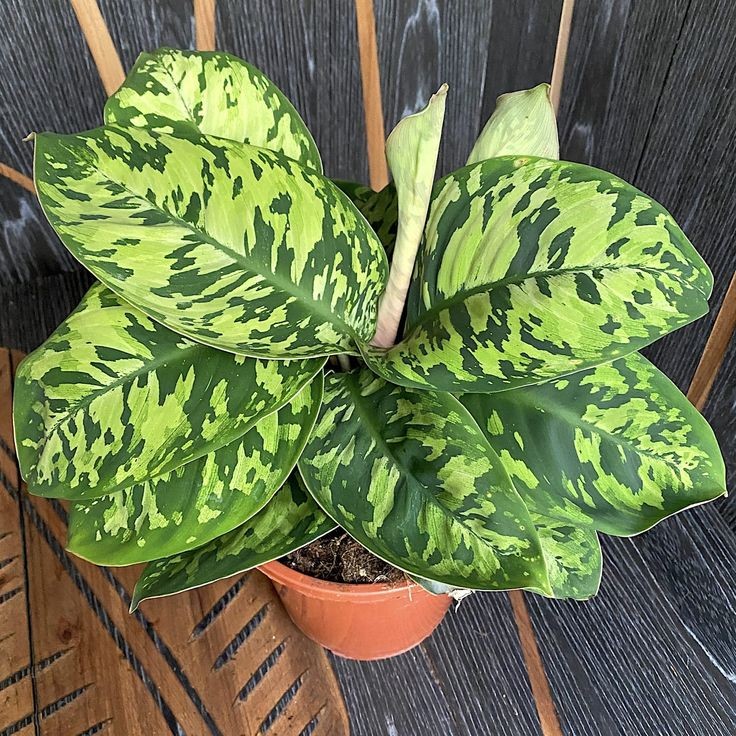 Homalomena Camouflage - Image 4