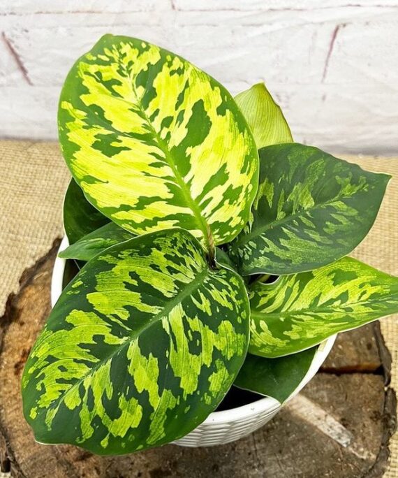 Homalomena Camouflage by 3OUD