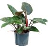 Red Congo Philodendron by 3OUD