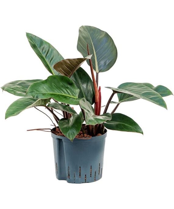 Red Congo Philodendron by 3OUD