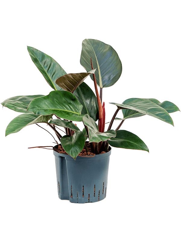 Red Congo Philodendron by 3OUD