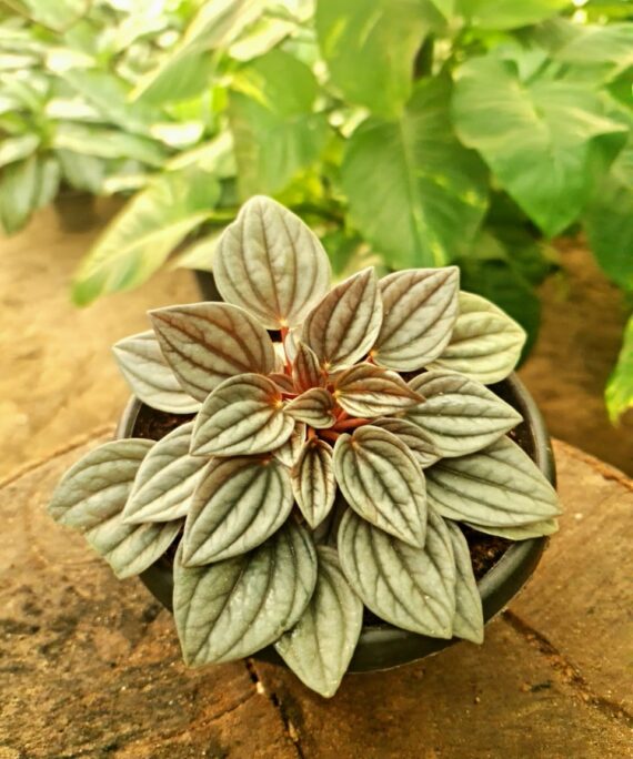 peperomia sunrise by 3OUD