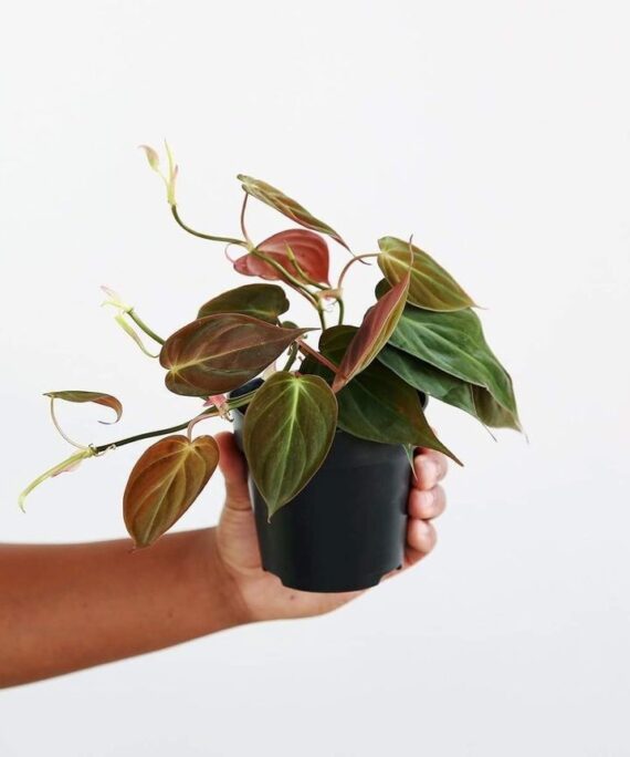 Philodendron Mican by 3OUD