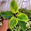 Ficus Altissima by 3OUD
