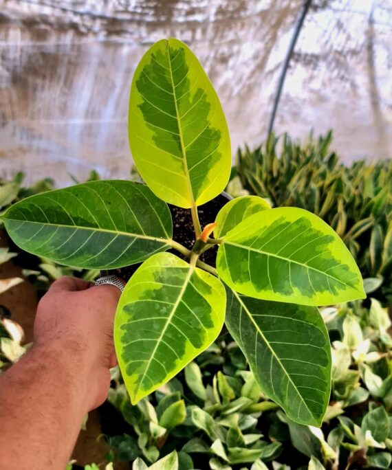 Ficus Altissima by 3OUD