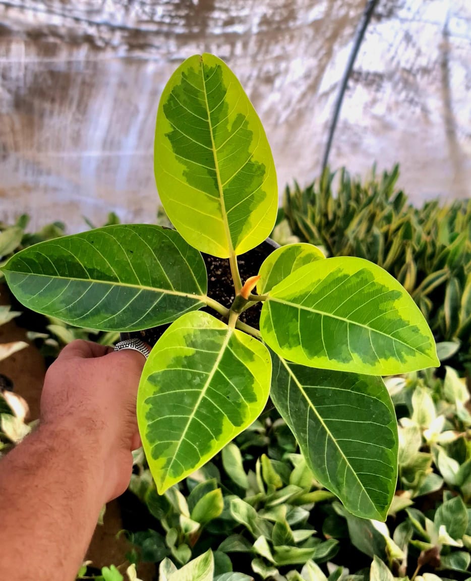 Ficus Altissima by 3OUD