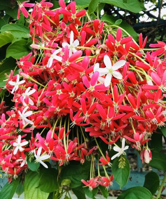 Rangoon Creeper by 3OUD