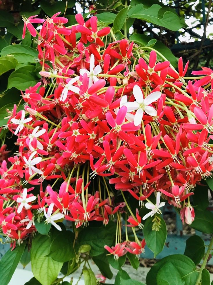 Rangoon Creeper by 3OUD