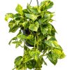 Golden Pothos by 3OUD