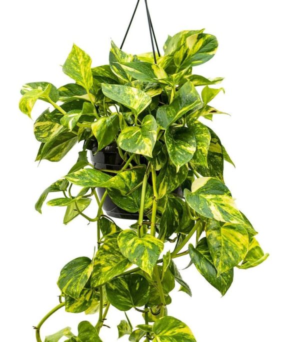 Golden Pothos by 3OUD