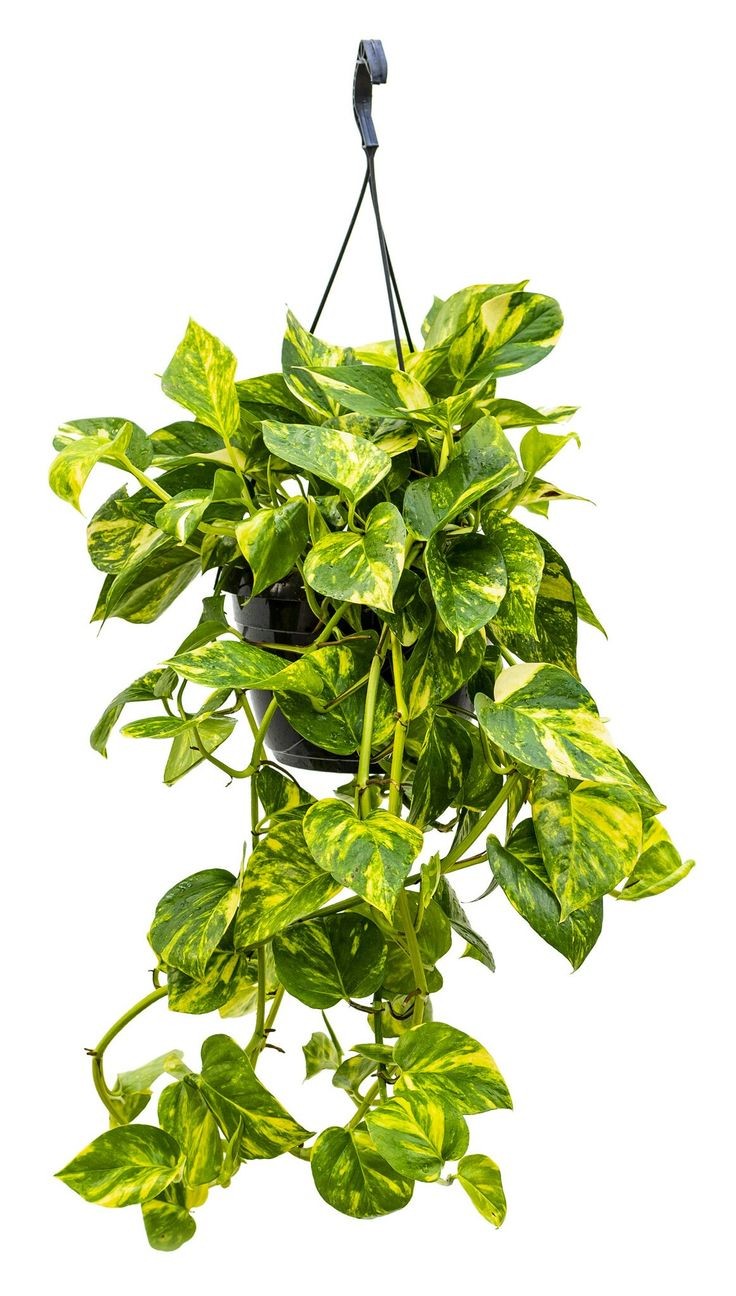 Golden Pothos by 3OUD