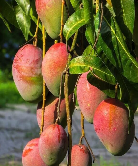 Mango Tree