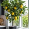 Lemon Tree by 3OUD