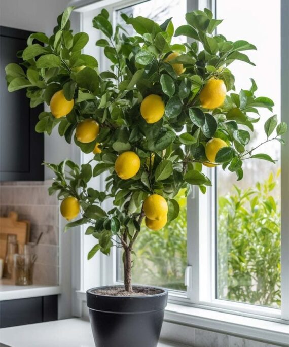 Lemon Tree by 3OUD