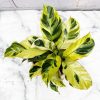 calathea yellow fusion BY 3OUD