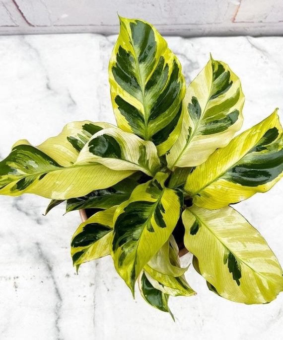 calathea yellow fusion BY 3OUD