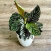 Calathea Ornata by 3OUD