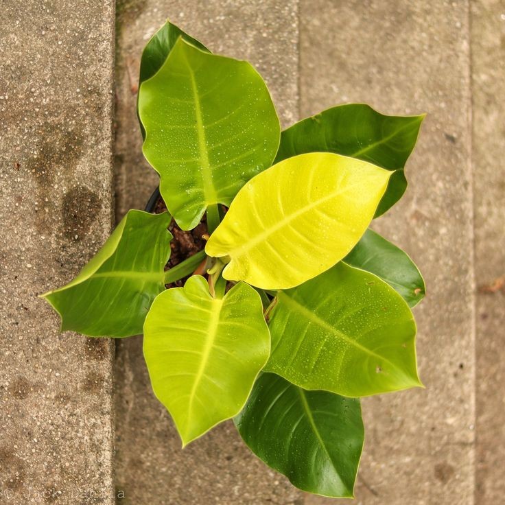 Moonlight Philodendron - Image 2