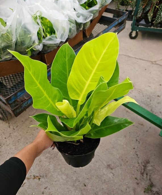 Moonlight Philodendron by 3OUD