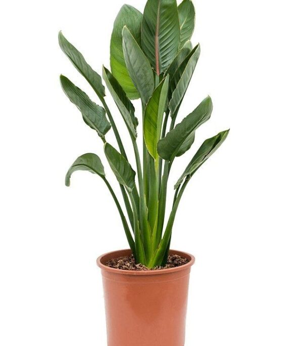 bird f paradise BY 3OUD