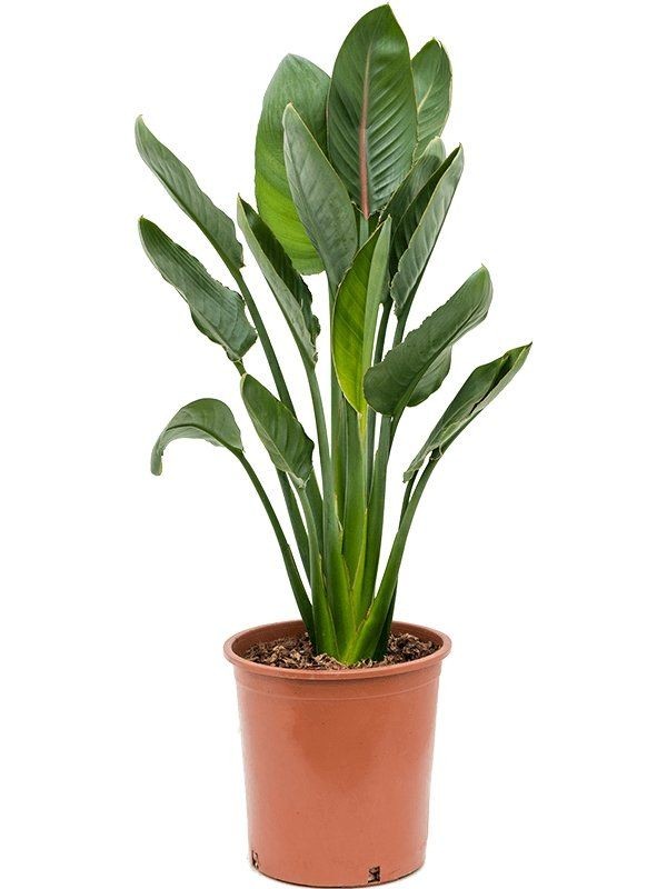 bird f paradise BY 3OUD