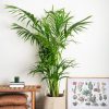 Areca palm by 3OUD