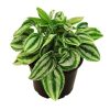 Peperomia Mini by 3OUD
