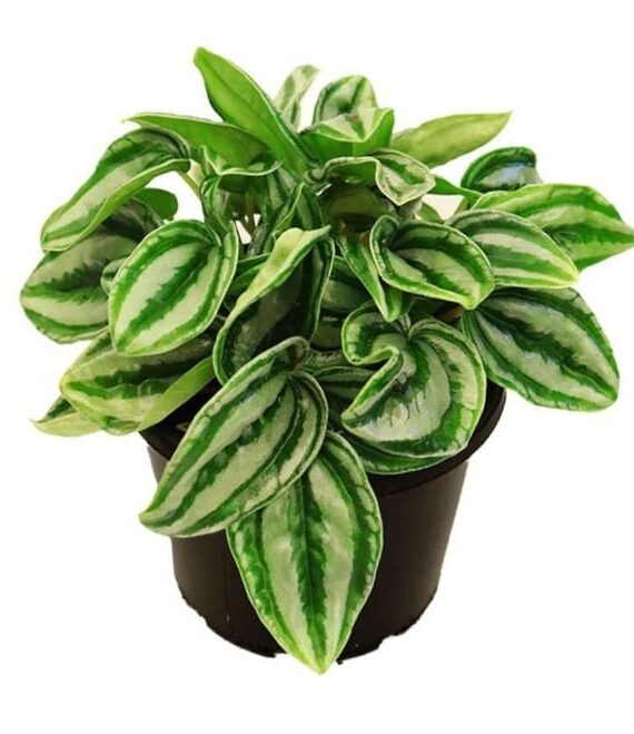 Peperomia Mini by 3OUD