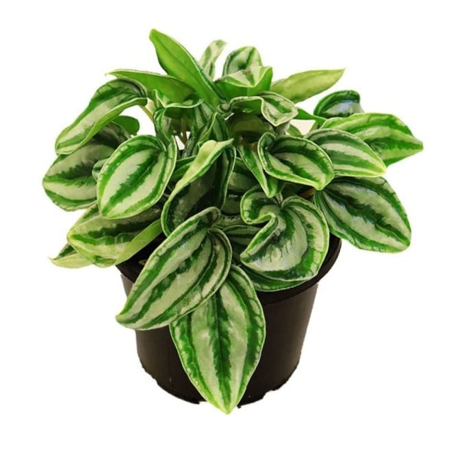 Peperomia Mini by 3OUD