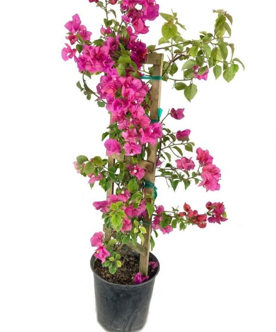 Pink Bougainvillea BY 3oud