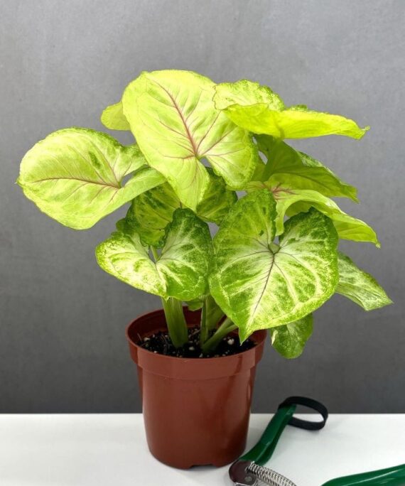 Syngonium Alluion by 3OUD