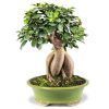 Bonsai tree by 3OUD