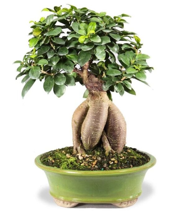 Bonsai tree by 3OUD