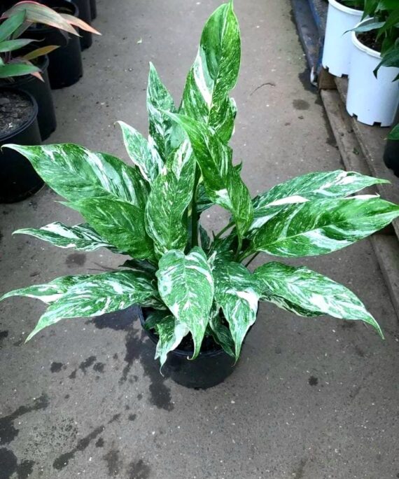 Variegated Domino by 3OUD