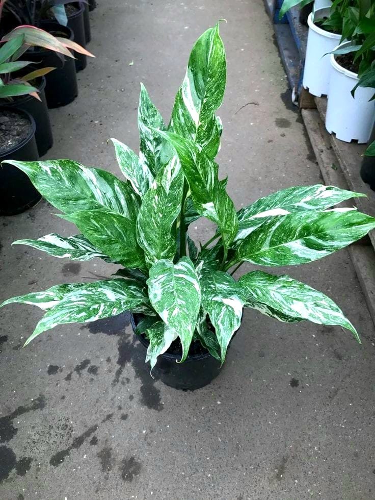 Variegated Domino by 3OUD