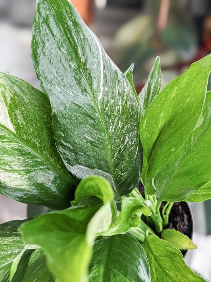 Variegated Domino - Image 2