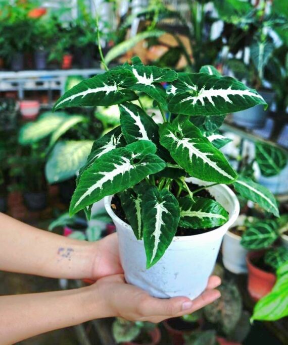 Syngonium Wendlandii by 3OUD