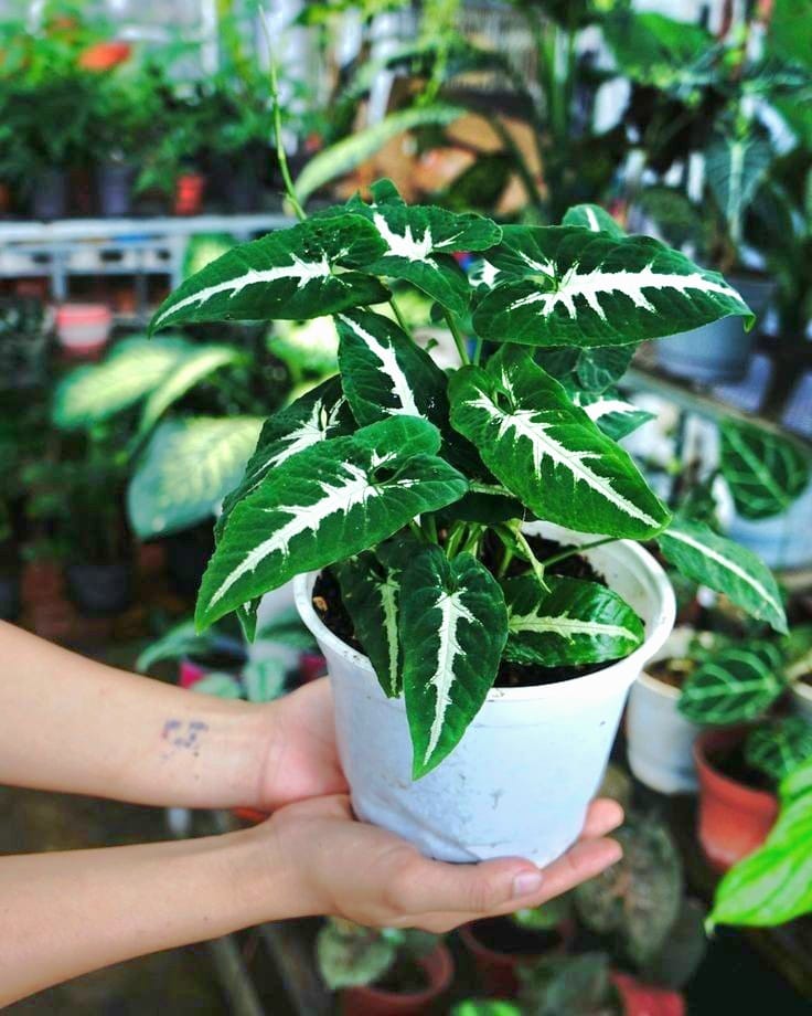 Syngonium Wendlandii by 3OUD