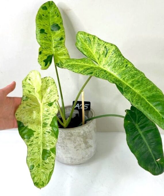 Paraiso Verde Philoswnsron by 3OUD