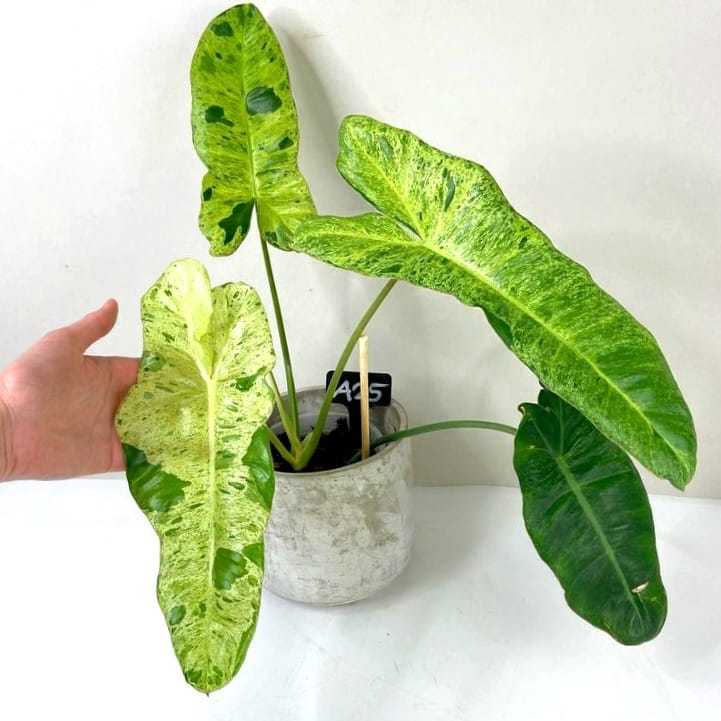 Paraiso Verde Philoswnsron by 3OUD