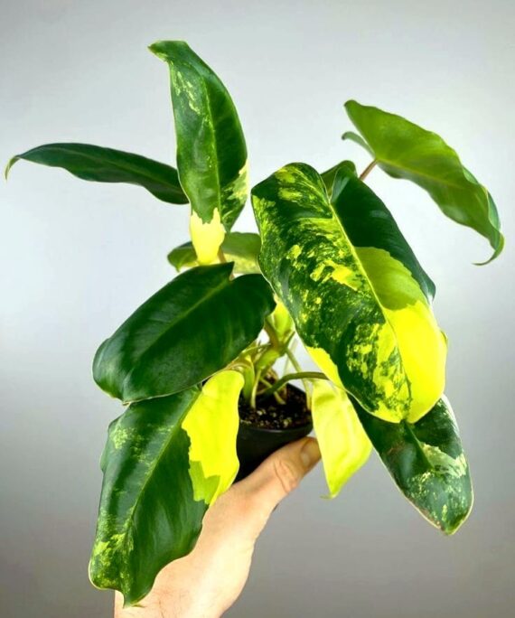 Variegated Burle Marx Philodendron by 3OUD