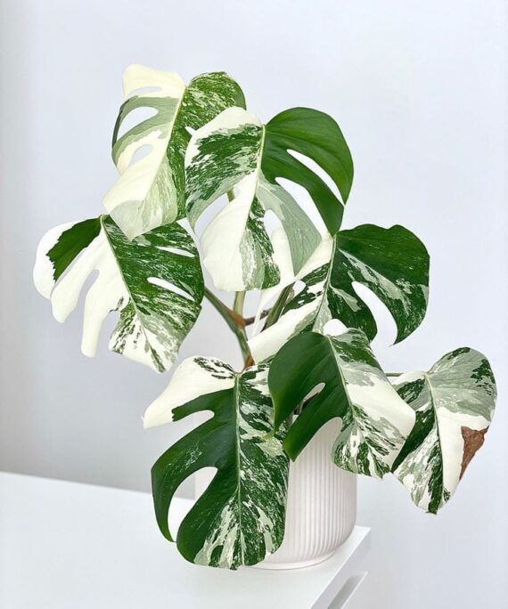 Monstera albo by 3OUD