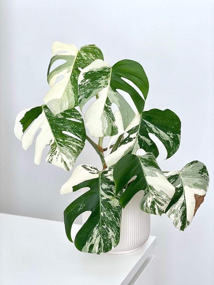 Monstera albo by 3OUD