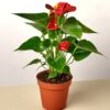 King of hearts anthurium by 3OUD