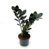 black raven zz plant by 3OUD