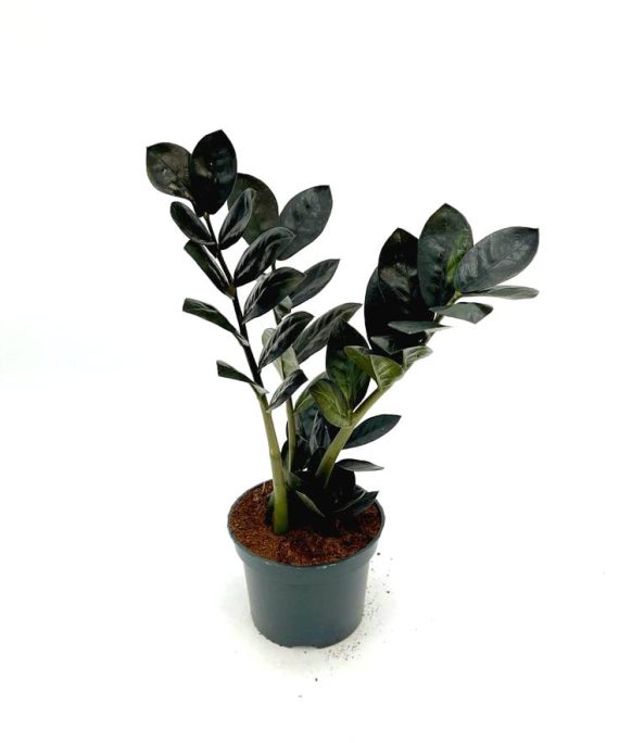 black raven zz plant by 3OUD