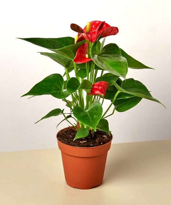 King of hearts anthurium by 3OUD