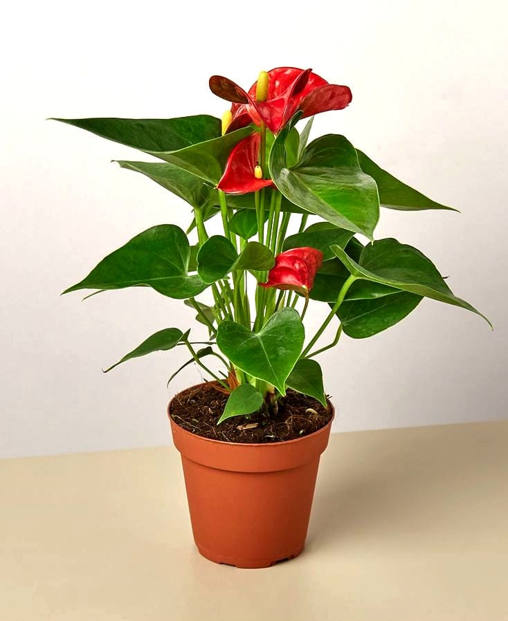 King of hearts anthurium by 3OUD